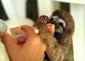 Baby Sloths Have Movie Star Appeal - Costa Rica Star News