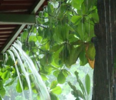 Costa Rican Rainy Season Survival Guide