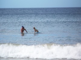 surfing with a dog in Tamarindo