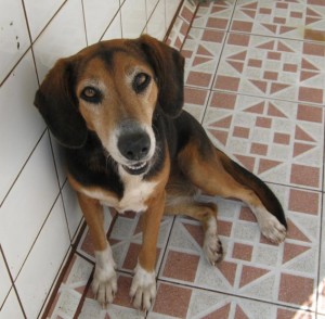 AHPPA Refugio Animal Shelter Costa Rica