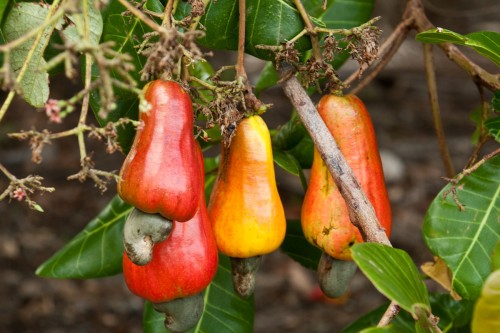 Cashew fruit Cashew fruit