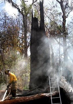 The Senator Pond Cypress Tree