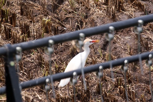 bird vs harvester bird vs harvester