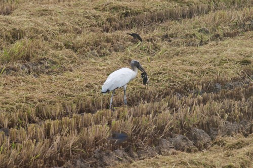 crane eats chick crane eats chick