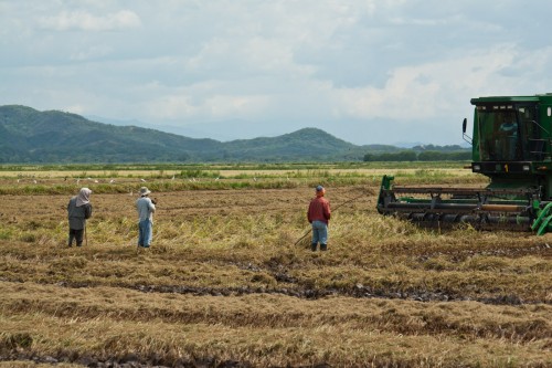 harvest in rice field harvest in rice field