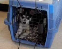 traveling costa rica pets