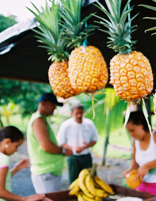 Pineapple Exports Costa Rica