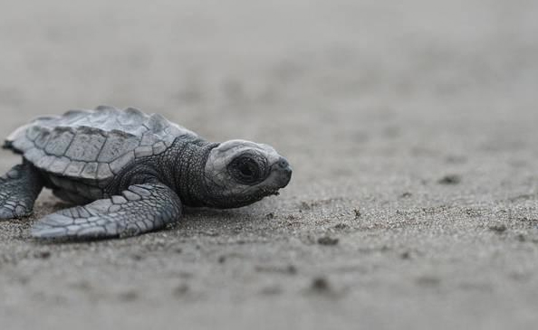 costa rica sea turtle conservation costa rica sea turtle conservation