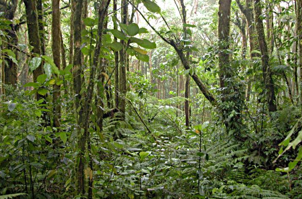 payments for environmental services payments for environmental services