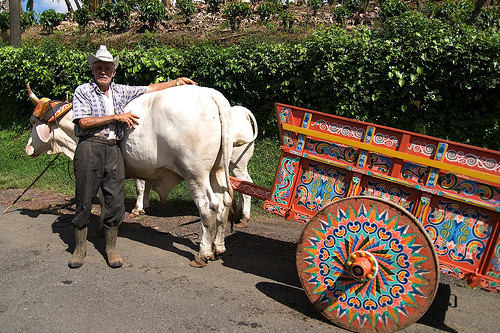 people of costa rica with cow trailer people of costa rica with cow trailer