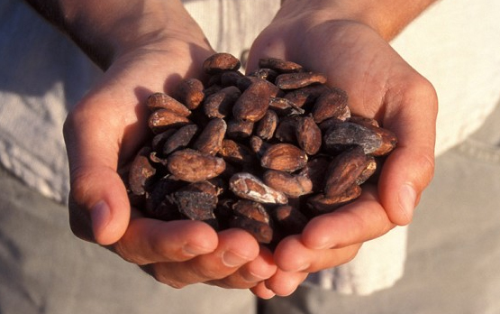 2500 year old chocolate mexico yucatan