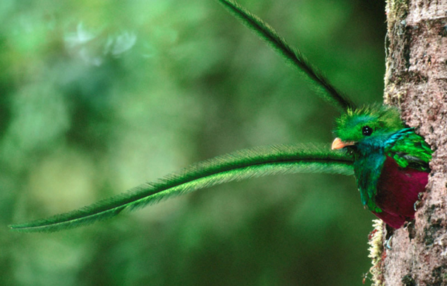 Quetzales Bird Costa Rica Quetzales Bird Costa Rica