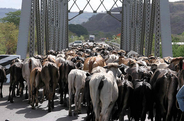 cows in nicaragua