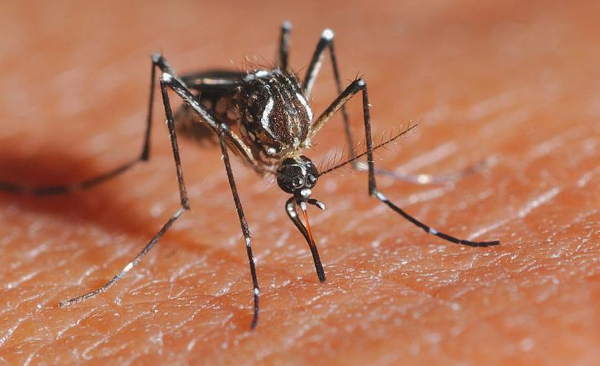 dengue fever in el salvador