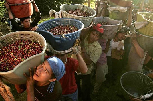exotic coffee producers in central america exotic coffee producers in central america