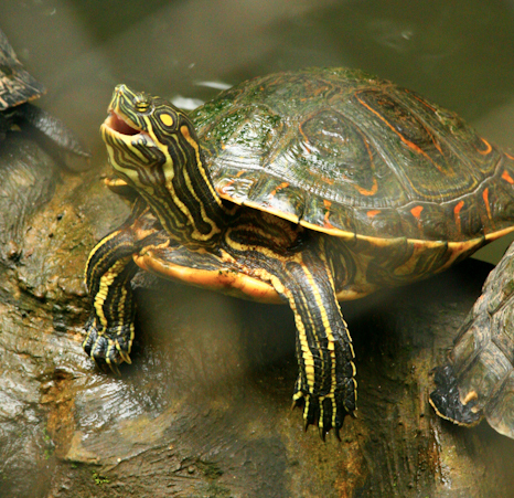 la garita alajuela costa rica turtle
