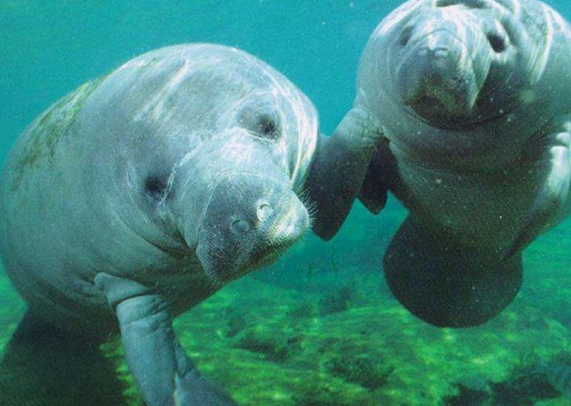 manatees in belize