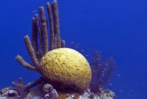 coral reef in the caribbean