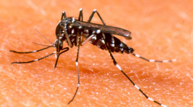dengue fever outbreak costa rica