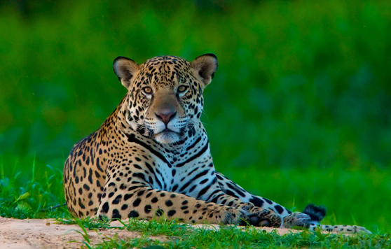south american jaguar