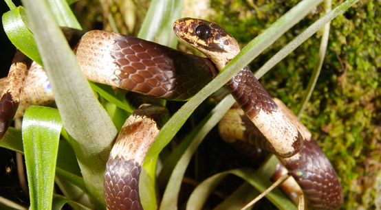 new snake species in panama