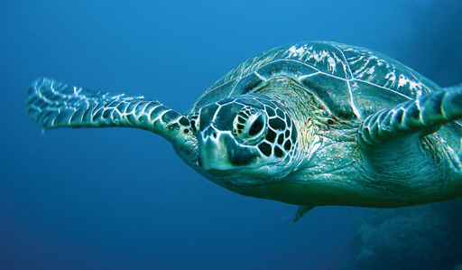 sea turtle costa rica