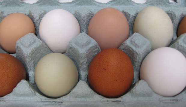 cage free eggs in costa rica