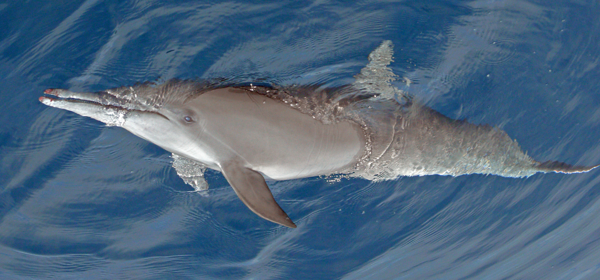 dolphin costa rica dolphin costa rica