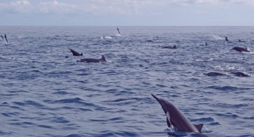 dolphin pods of osa peninsula costa rica