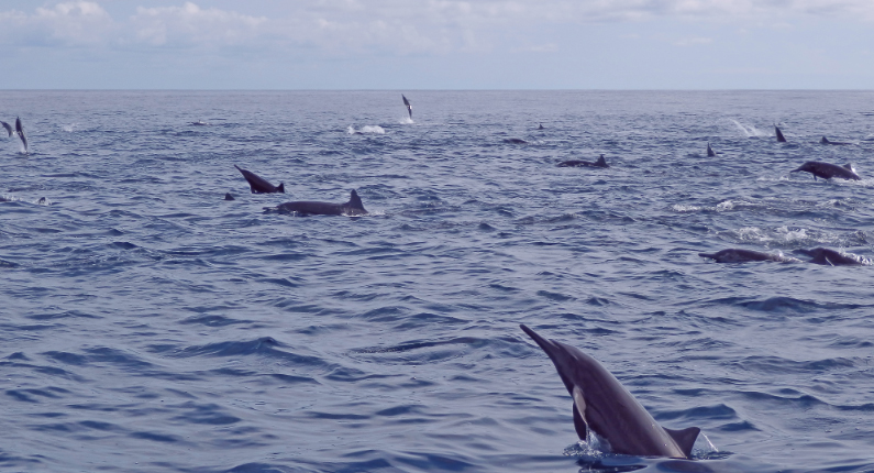 dolphin pods of osa peninsula costa rica dolphin pods of osa peninsula costa rica