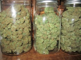 marijuana growing costa rica