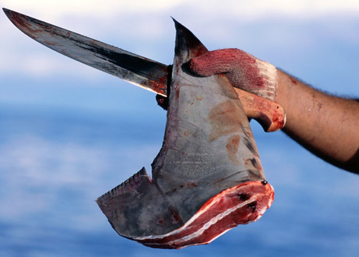 shark finning in costa rica