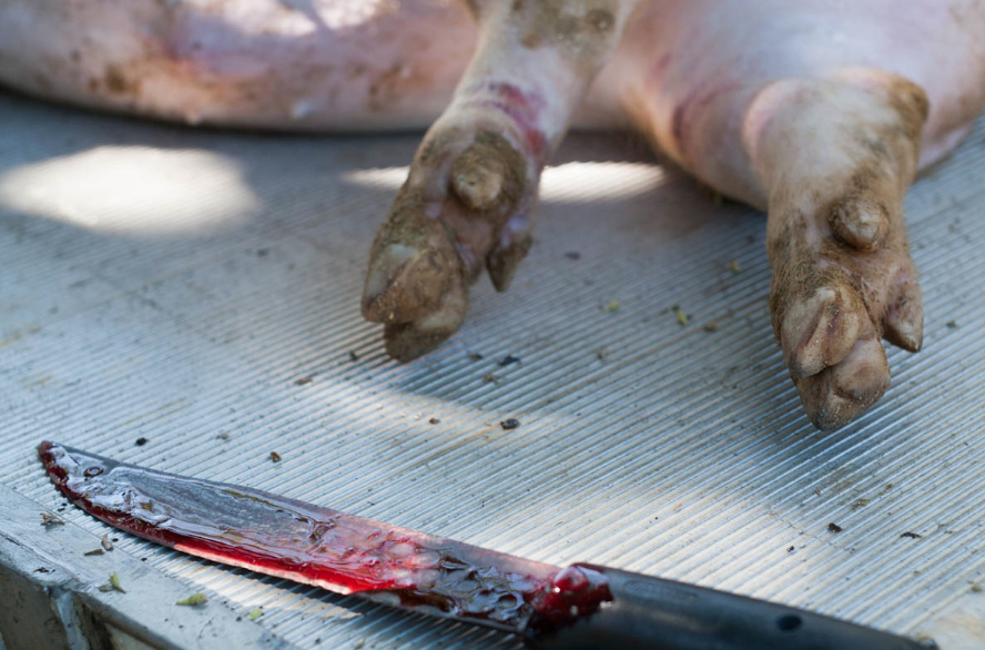 pig feet knife with blood
