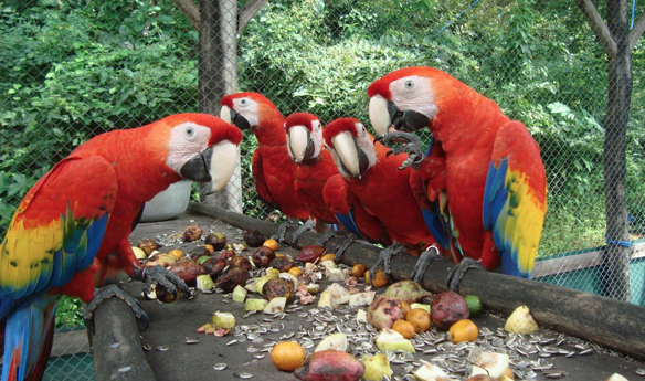 Macaw Costa Rica