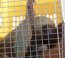 This is Sansita. Source: Zoo Ave Facebook