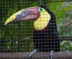 Costa Rica Zoo Botanical Garden