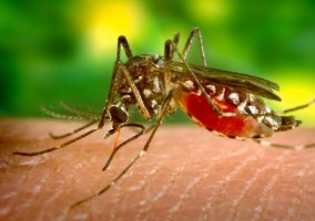 Dengue Fever Costa Rica
