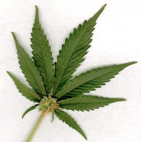 Marijuana Legalization Costa Rica