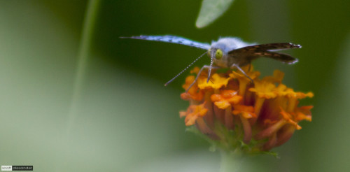 Species Unknown