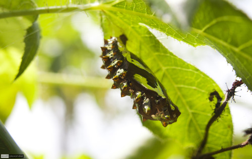 A Shiny Metllaic Chrysalis