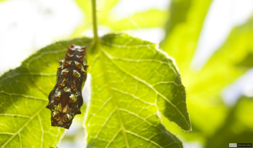 A Butterfly Chrysalis