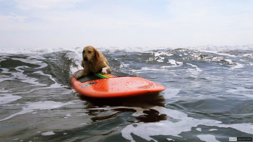 Linda surfs!