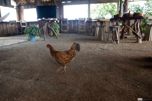 Chicken in the soda