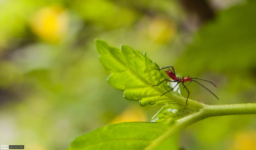 Unidentified red insect