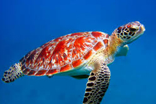Sea Turtle Conservation Rally San Jose Costa Rica