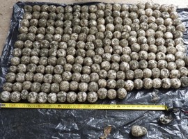 Sea Turtle Egg Poaching Costa Rica