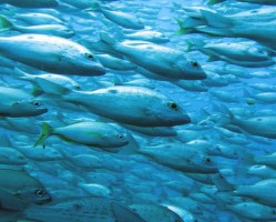 Costa Rica Fisheries Marine Management