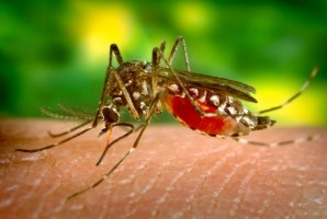 Costa Rica Ministry Health Dengue Fever