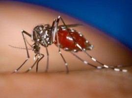 Dengue Fever Nicoya Costa Rica