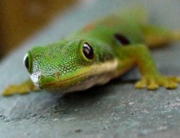 Geckos in Costa Rica